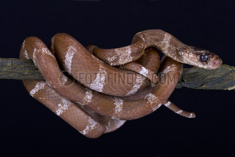 Striped Malagasy tree snake (Parastenophis betsileanus) on black background
