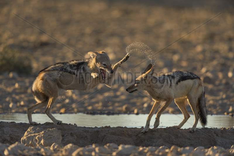 Black-Backed Jackal (Canis Mesomelas) playing at the waterhole at sunset time,  Kalahari,  Namibia