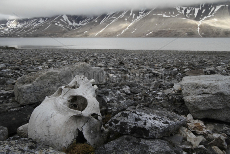 Human Skull on the shore - Spitsbergen