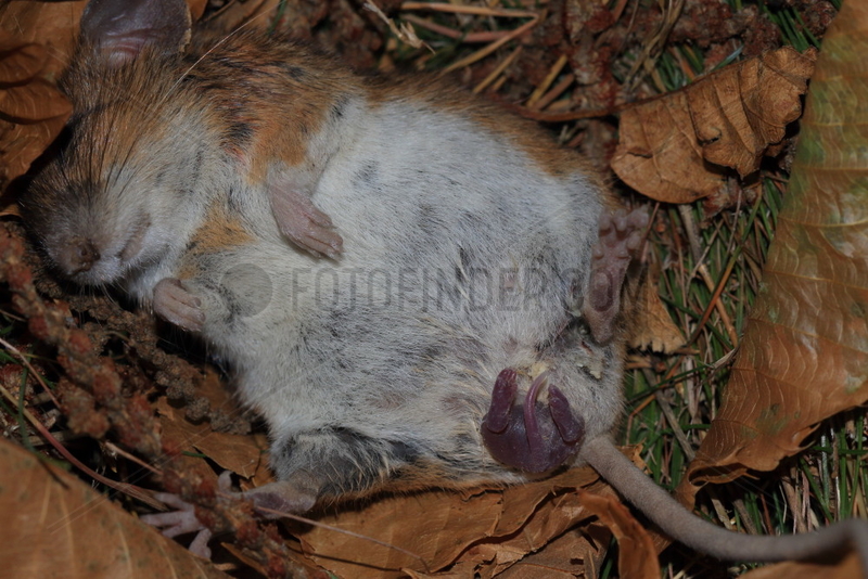 Long-tailed field mouse (Apodemus sylvaticus),  female giving birth and nursing her young,  France
