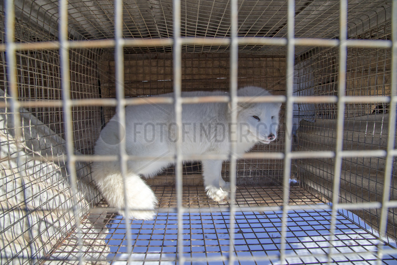 Fox farm and Raccoon dogs for furs,  Hengdaohezi,  Heilongjiang,  China