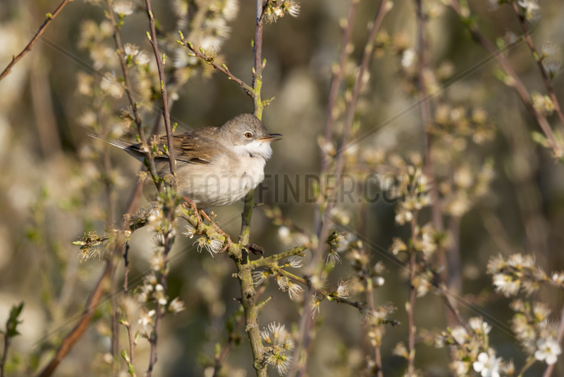 Whitethroat (Sylvia communis) Whitethroat perched in a blackthorn bush,  England,  Spring