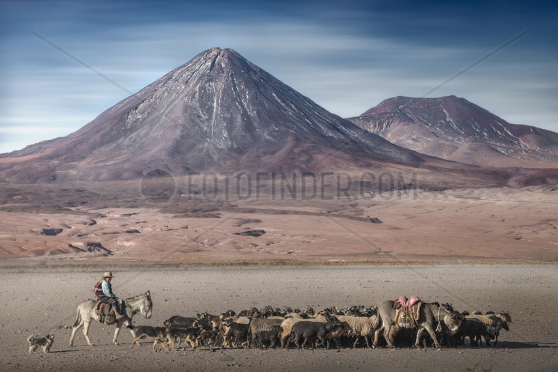 Shepherd and sheeps in front of volcano Licancabur,  Atacama Desert,  Chile