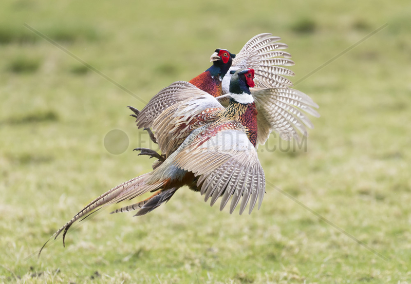 Pheasant (Phasianus colchicus)Male pheasant Fighting,  England,  Spring