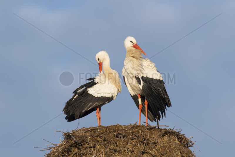White Storks (Ciconia ciconia) on Nest,  Hesse,  Germany,  Europe