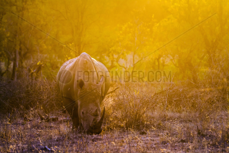 Southern white rhinoceros (Ceratotherium simum simum) at dusk,  Kruger National Park,  South Africa
