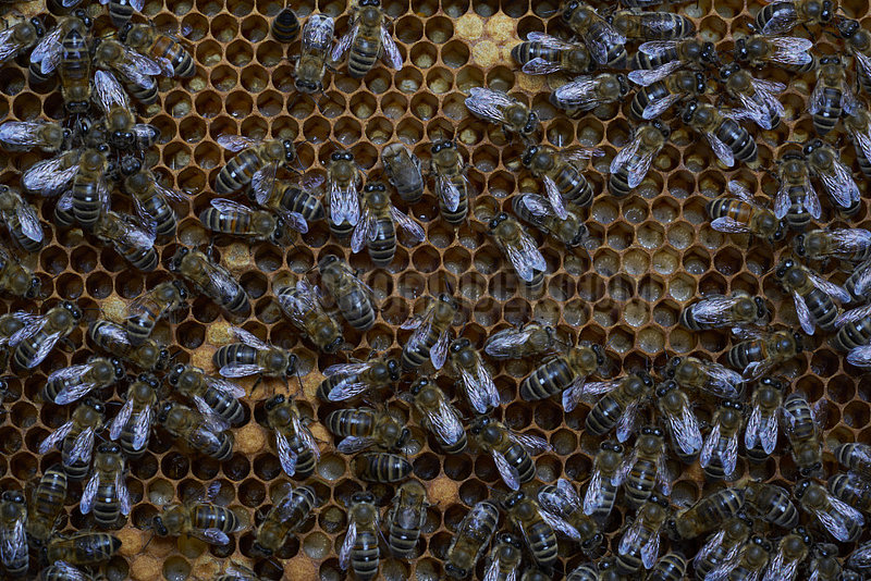 Honey bee (Apis mellifera) - On a frame of wax cells,  nurse bees watch over young bee larvae.-