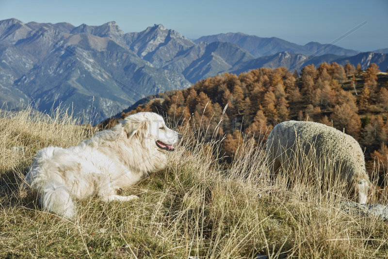 Mountain dog and Ewe on the mountain pasture,  Meat-type breed,  Authion massif,  Mercantour,  Alpes,  France