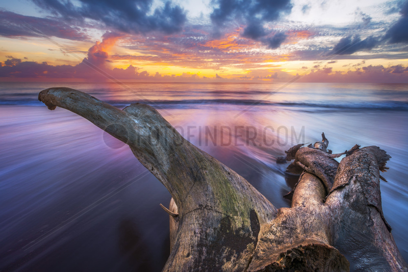 Dead tree washed up on beach of northern Mayotte,  Indian Ocean