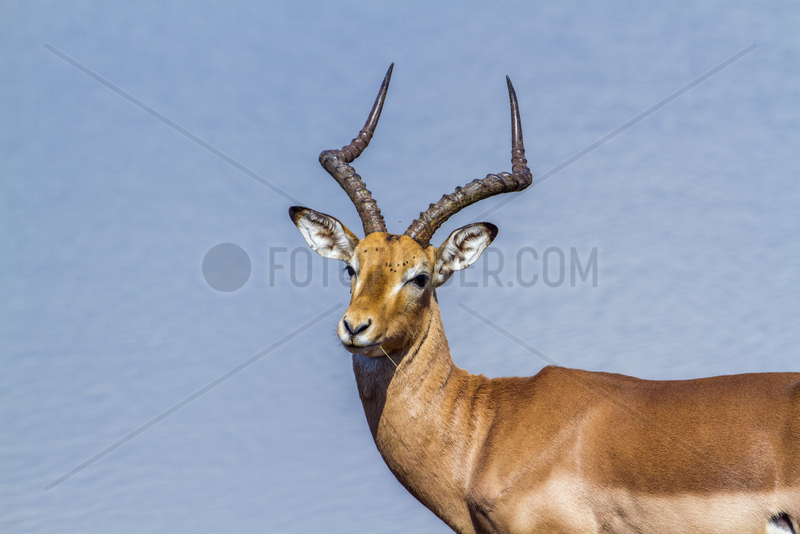Portrait of Common Impala (Aepyceros melampus) male,  Kruger National park,  South Africa