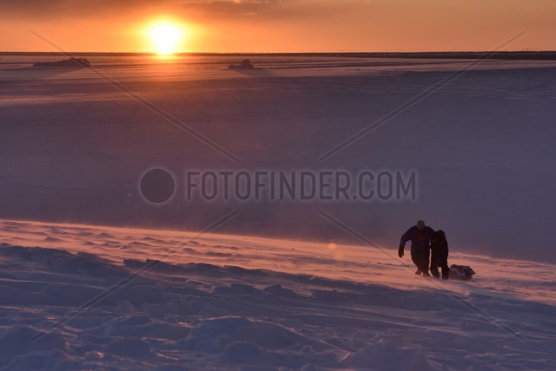 Hunters pulling bear meat in a sledge. Igterajivit district in February,  eastern Greenland