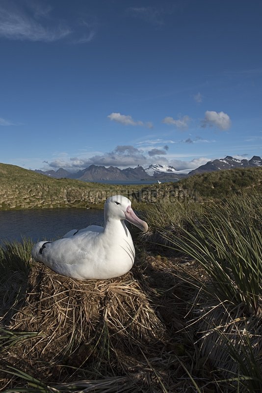 Wandering Albatross at nest incubation egg - South Georgia