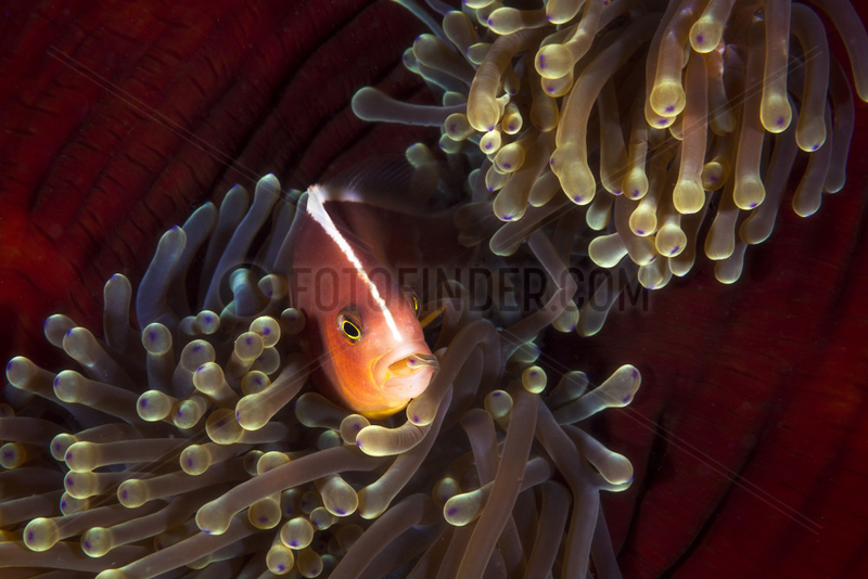 Skunk clownfish (Amphiprion akallopisos) in its anemone,  Mayotte