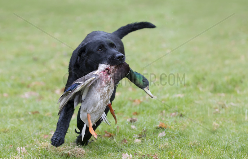 Hunting dog (Canis lupus familiaris) dog with a mallard,  England,  winter