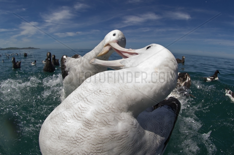 Gibson's albatross fighting over food - Kaikoura New Zealand