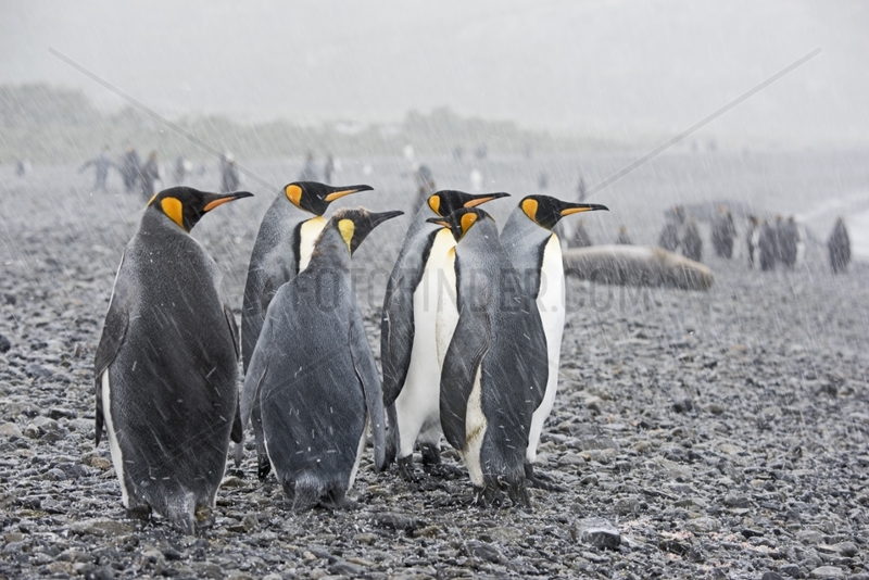 King Penguins in the snow on the shore - South Georgia