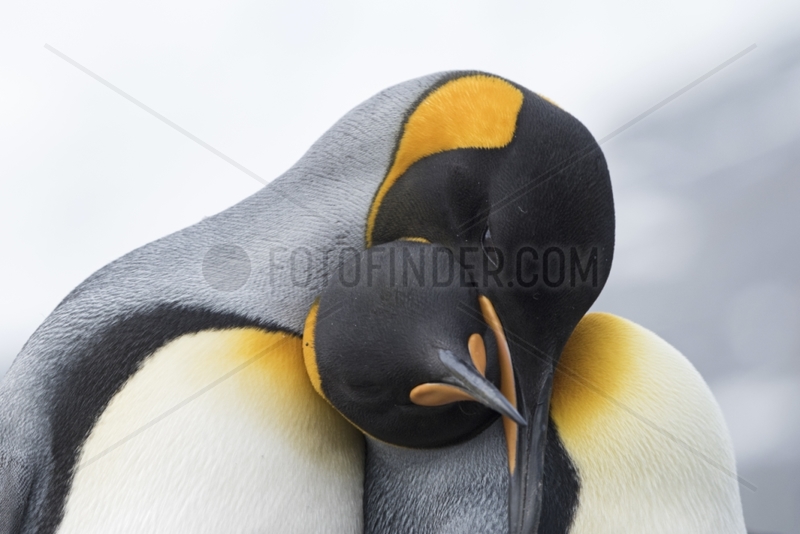 King penguins couple cuddling - South Georgia