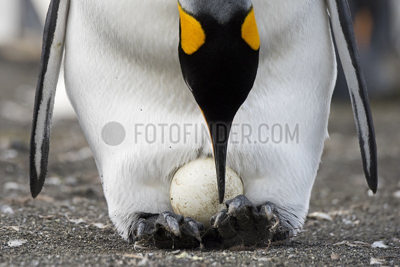 King penguin turning egg being incubated - South Georgia