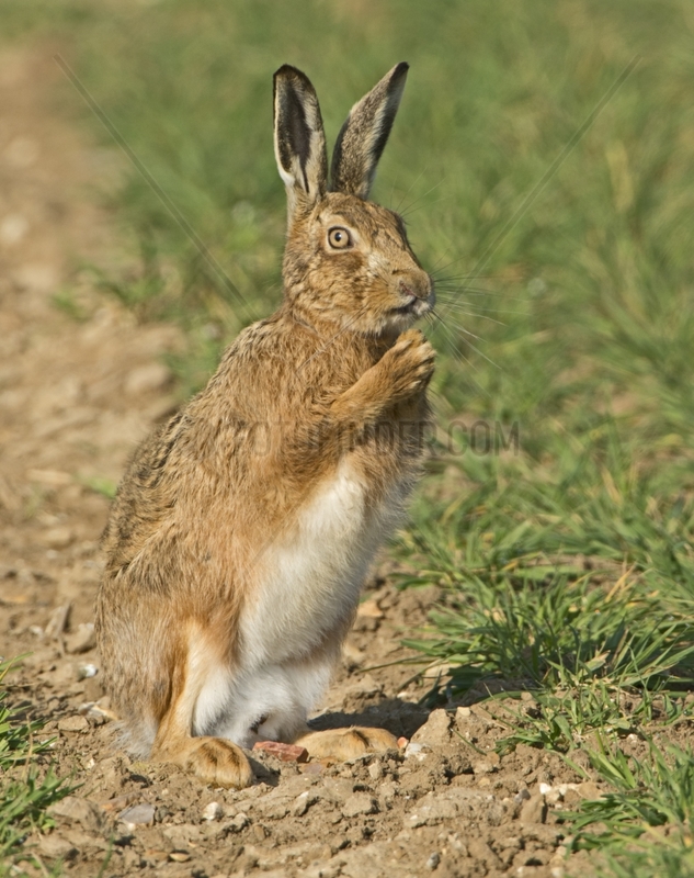 European Brown Hare in winter wheat field - Norfolk UK