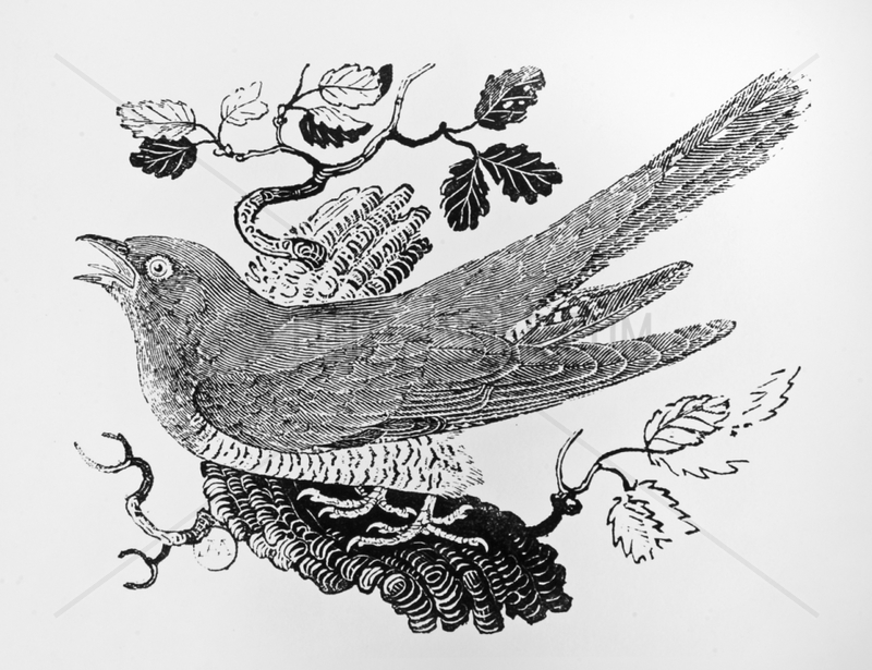Common Cuckoo wood engraving