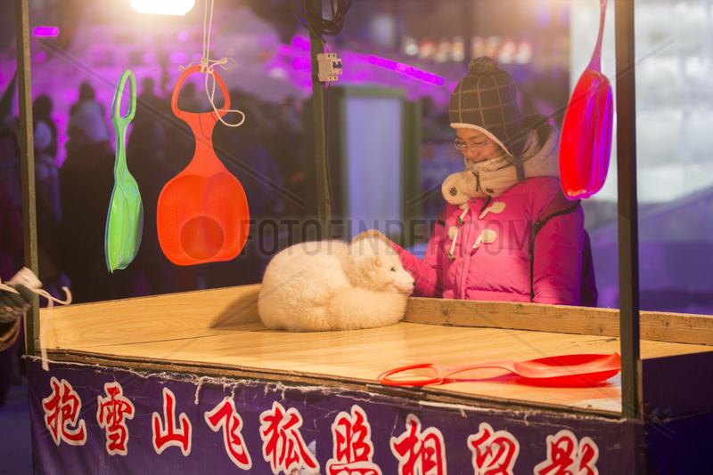 Arctic fox for photos,  Harbin International Ice and Snow Sculpture Festival,  Heilongjiang,  Manchuria,  China
