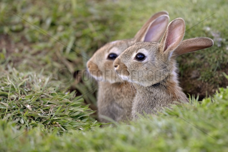Young Rabbits in burrow - Lunga Inner Hebrides UK