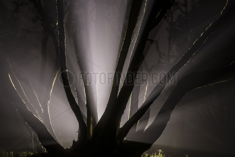 Laurel forest in the night fog,  Garajonay National Park,  La Gomera Island,  Canary Islands,  Spain