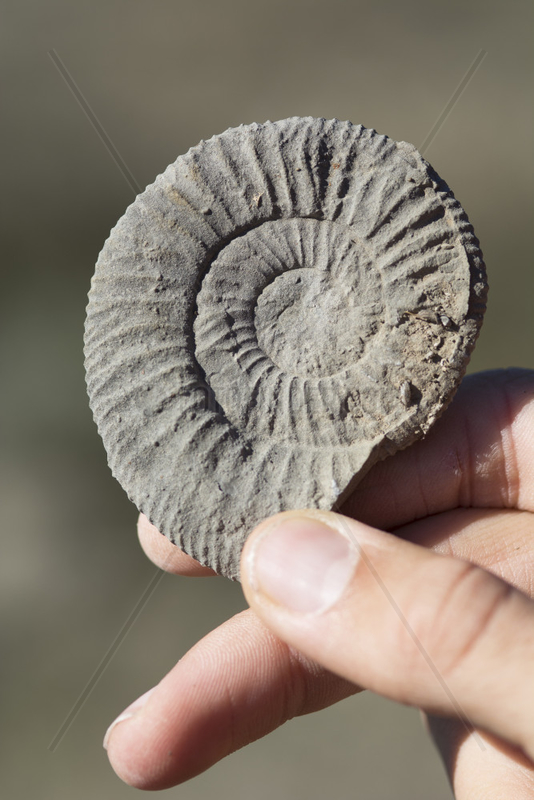 Fossil of Ammonite held in hand. Ardeche,  France