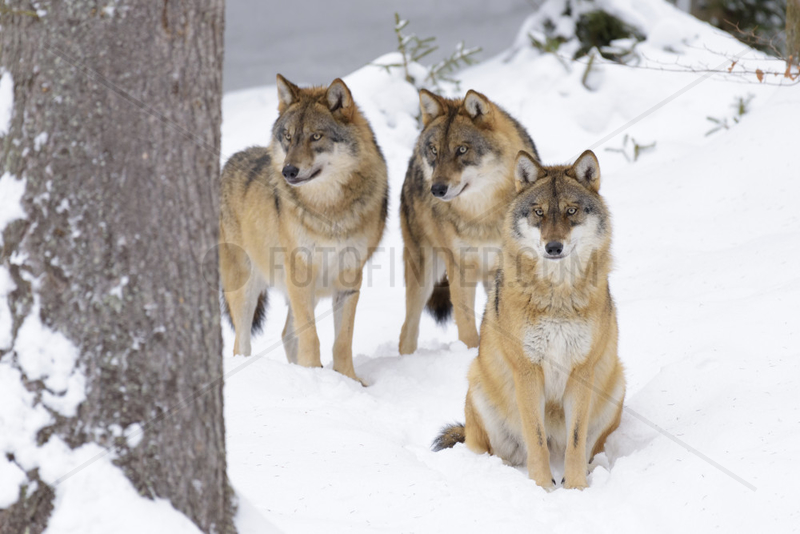 European Wolves,  Canis lupus,  Bavarian Forest National Park,  Germany,  Europe