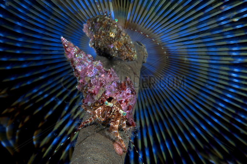 Hermit Crab undercover,  a Wreathy-tuft tube worm (Spirographis spallanzanii),  Tyrrhenian Sea