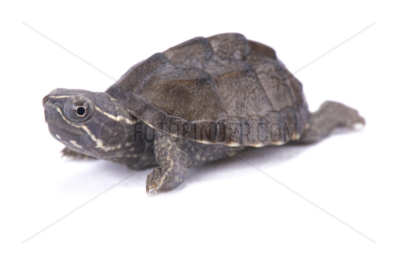 Musk turtle (Sternotherus odoratus) on white background