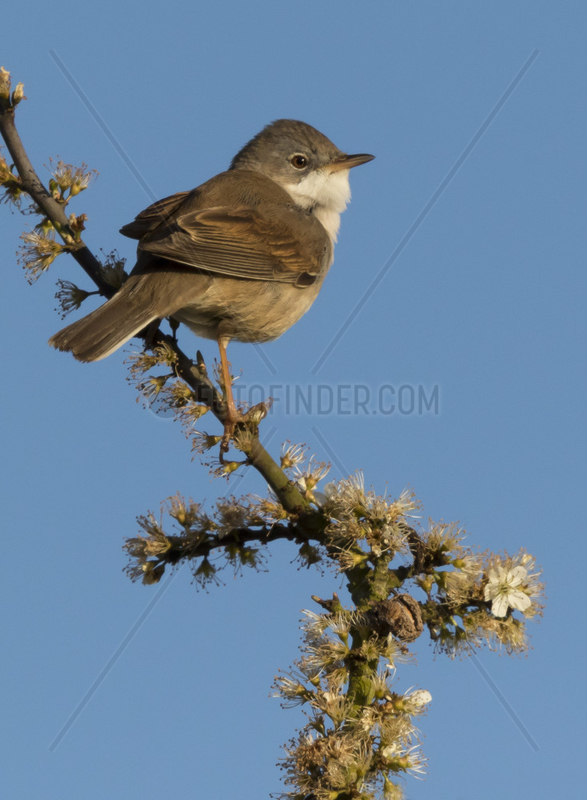 Whitethroat (Sylvia communis) Whitethroat perched on a blackthorn bush,  England, Spring