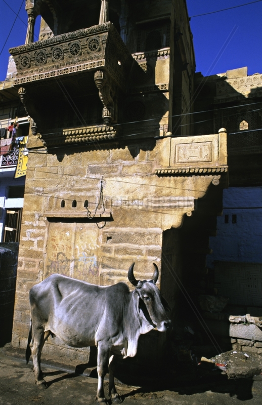 Sacred cow in front of an edifice Jodhpur India