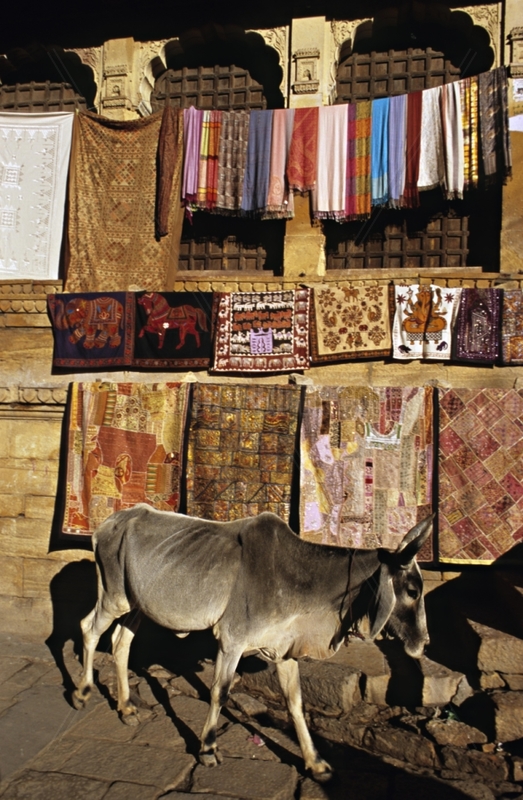 Sacred cow in front of an edifice Jaisalmer India