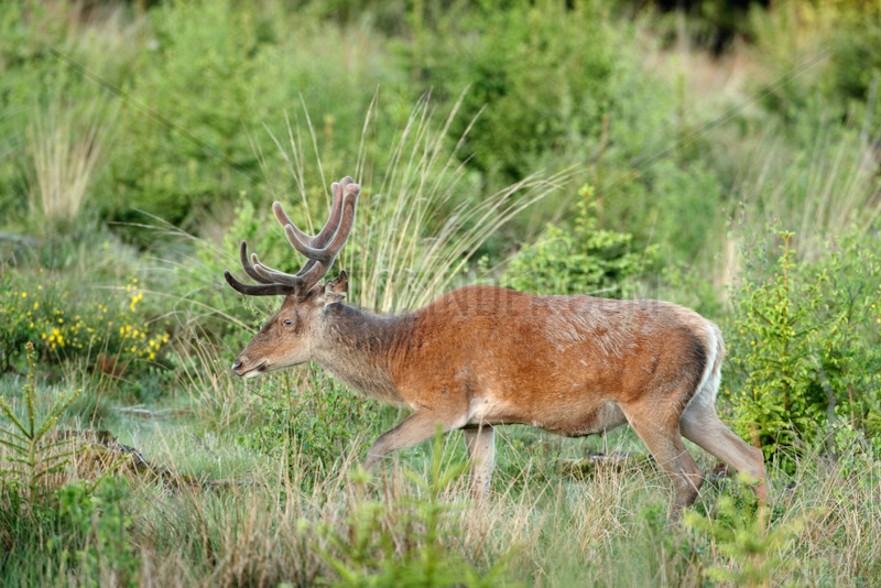Red Deer (Cervus elaphus) male in velvet,  Belgium