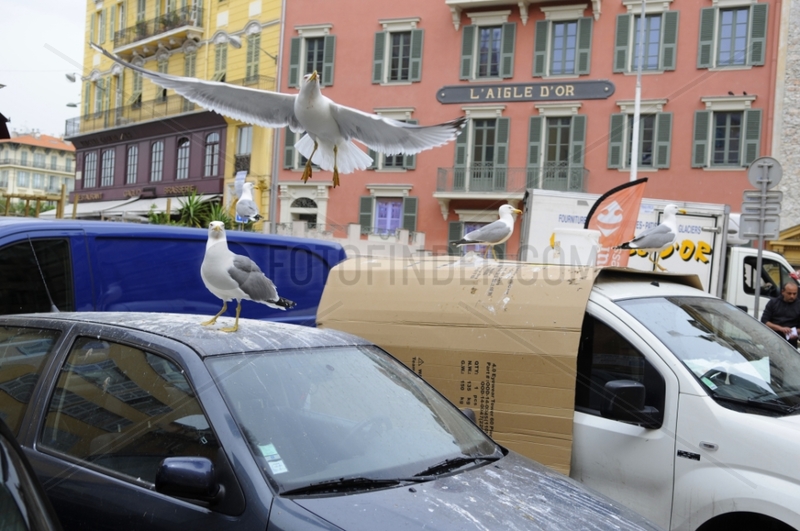 Gull droppings on cars in town - France