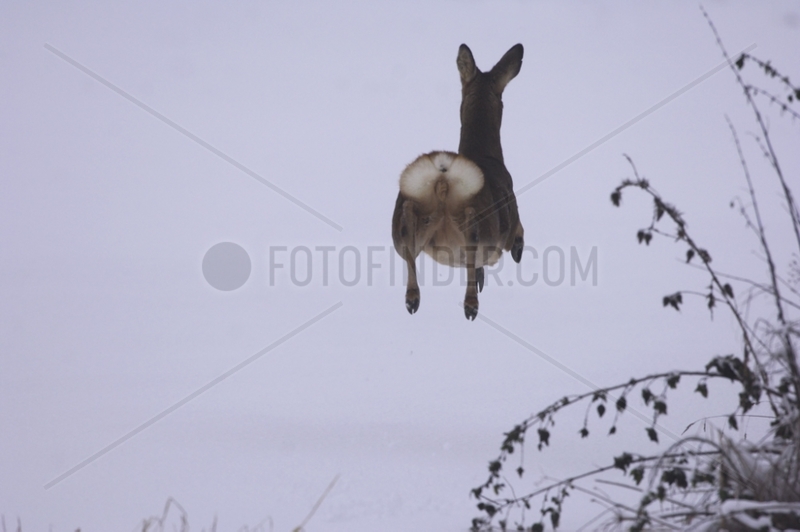 Roe running and jumping in snow Vosges France