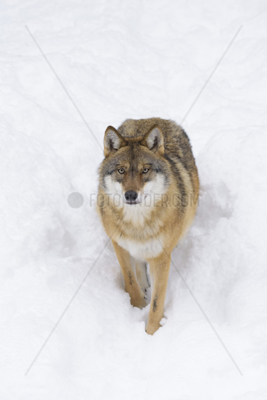 European Wolf in Winter,  Canis lupus,  Bavarian Forest National Park,  Germany,  Europe