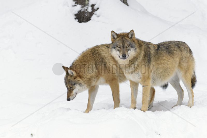 European Wolves,  Canis lupus,  Bavarian Forest National Park,  Germany,  Europe