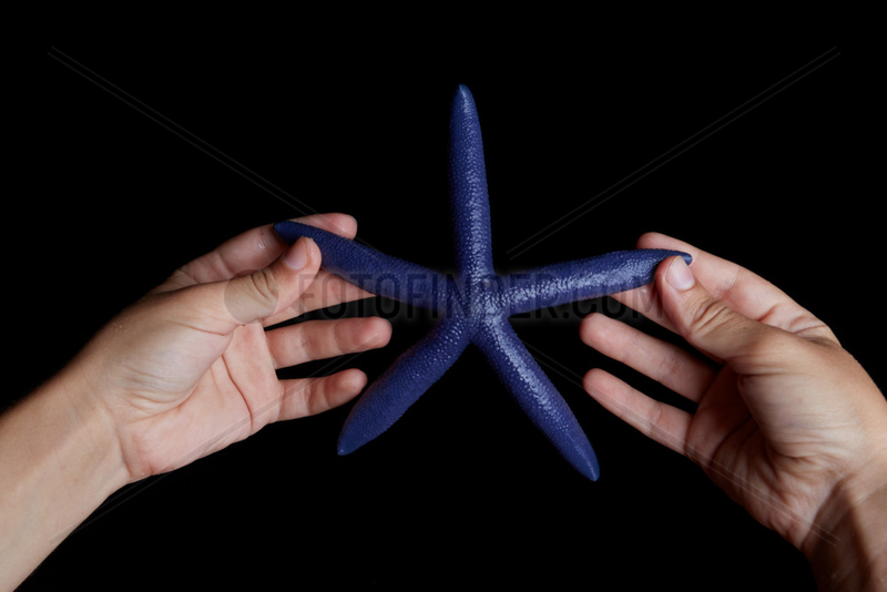 Blue sea star (Linckia laevigata) hanging,  Bunaken Island,  Sulawesi,  Indonesia