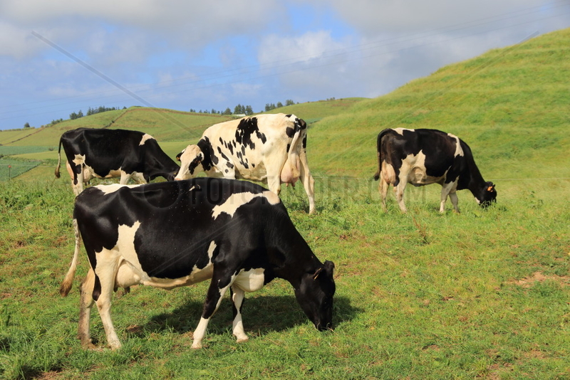 Cows Prim'Holstein grazing in the meadow