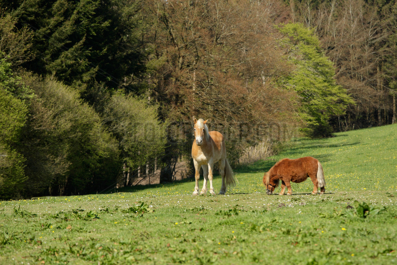 Shetland pony and Haflinger poney in the meadow