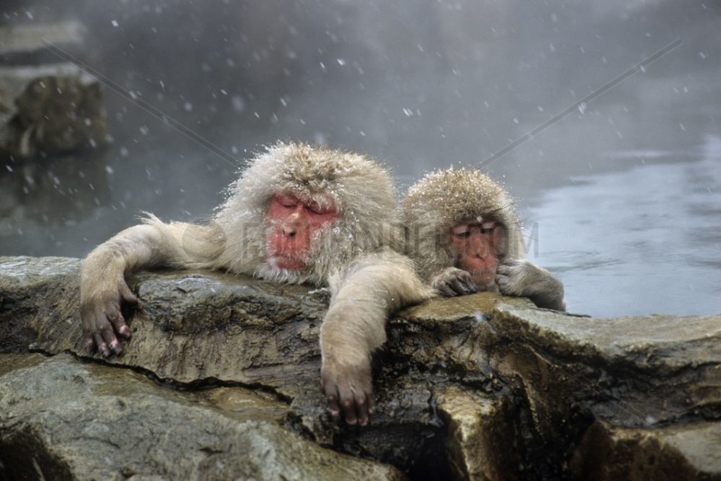 Japanese macaque in warm spring Honshu Japon