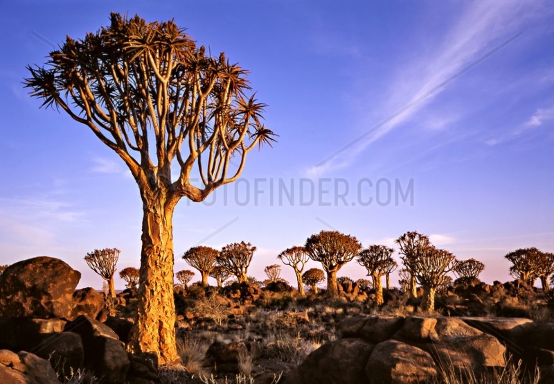 Quiver trees at sunrise Namibia