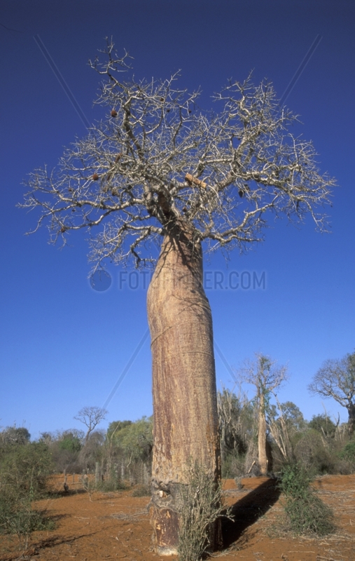Baobab tree Mangilvy Madagascar