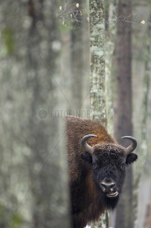 European bison in undergrowth in winter Bialowieza Poland