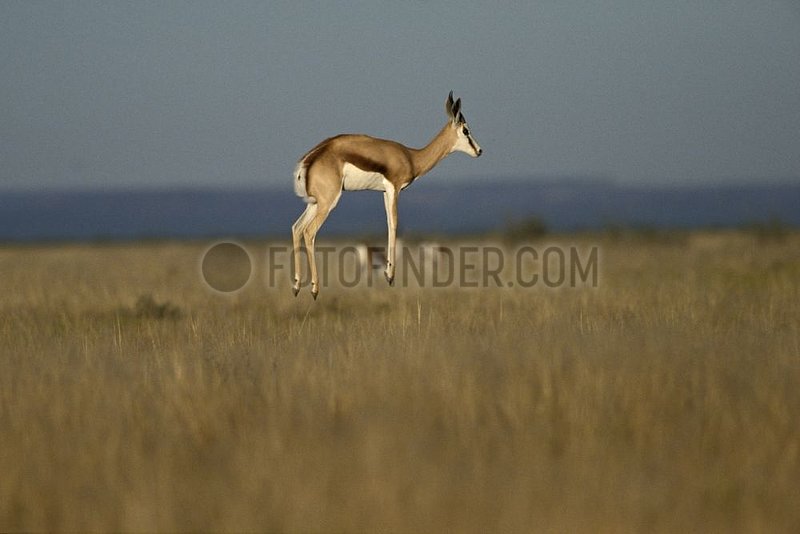 Spingbok jumping in savanna Etosha NP Namibia