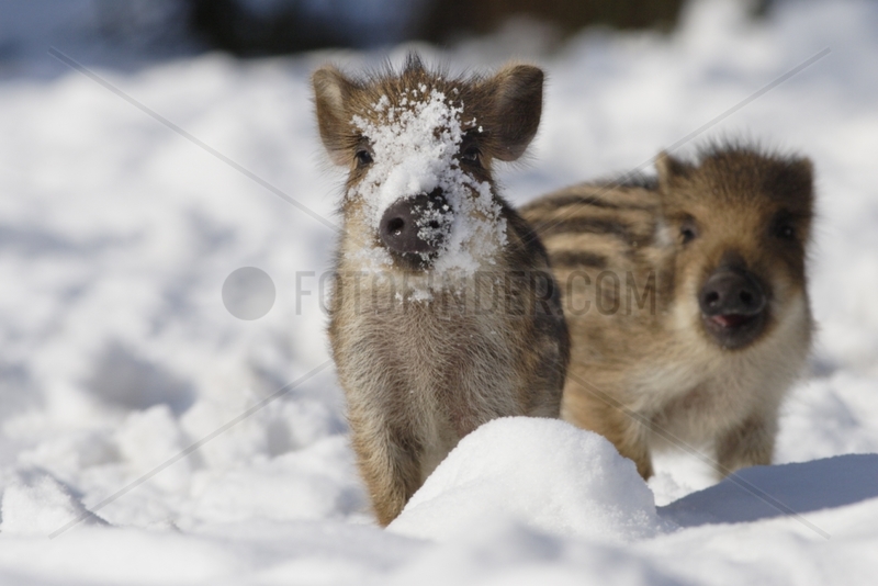Wild Piglets on snow Schleswig-Holstein Germany