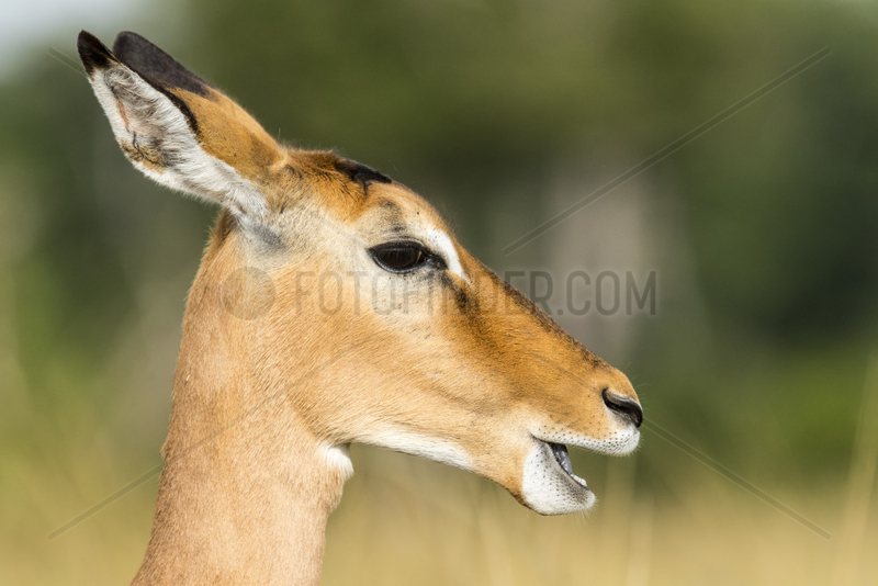 Impala (Aepyceros melampus),  female,  Masai-Mara National Reserve,  Kenya