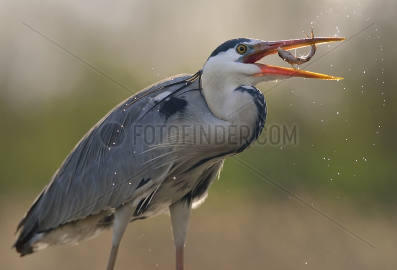 Grey Heron with a fish in its beak - Hungary